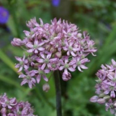 Allium Pink Jewel